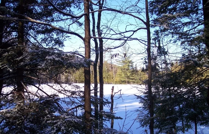 Pond In The Forest