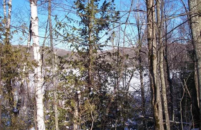Pond In The Forest